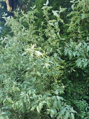 Elaeagnus commutata