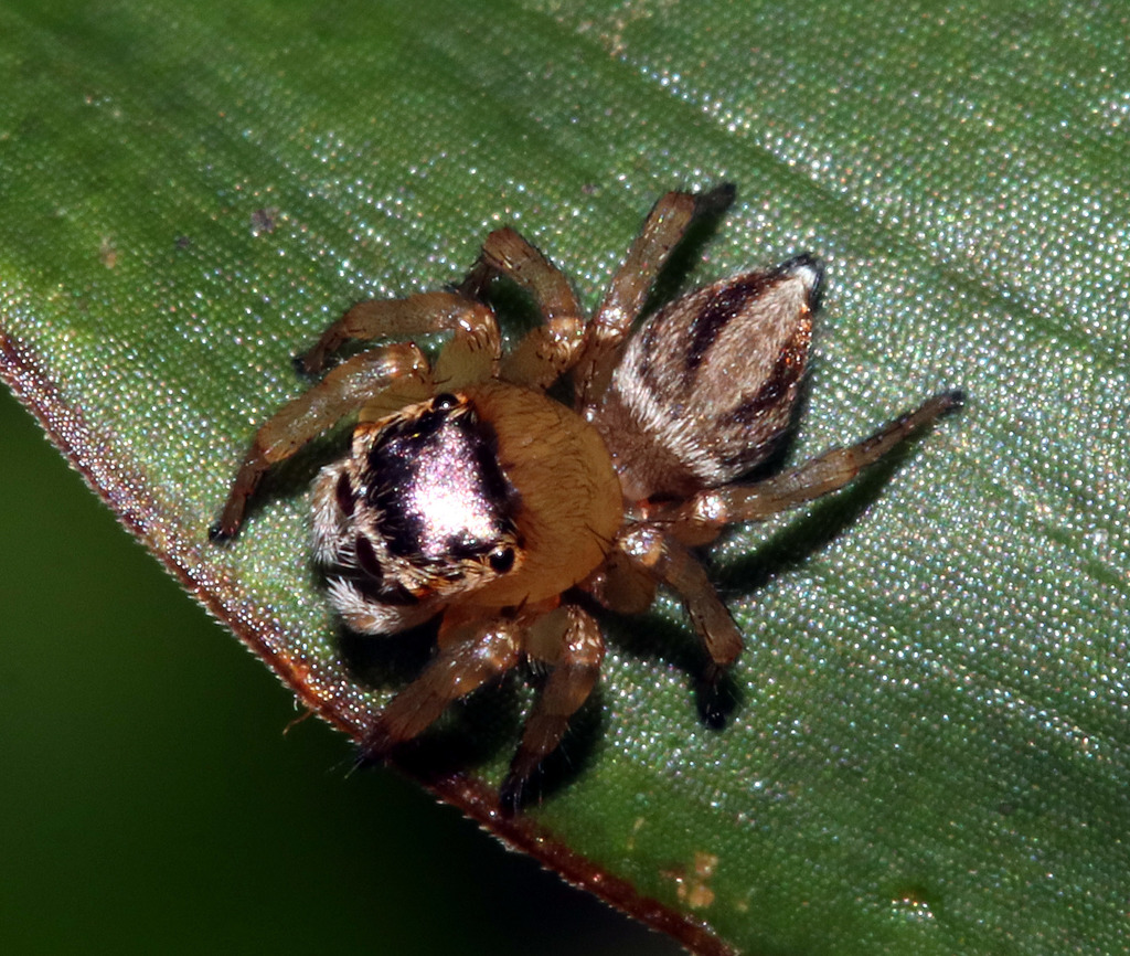 White Garland House Hopper in March 2018 by juliegraham173 · iNaturalist
