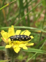 Acmaeodera octodecimguttata