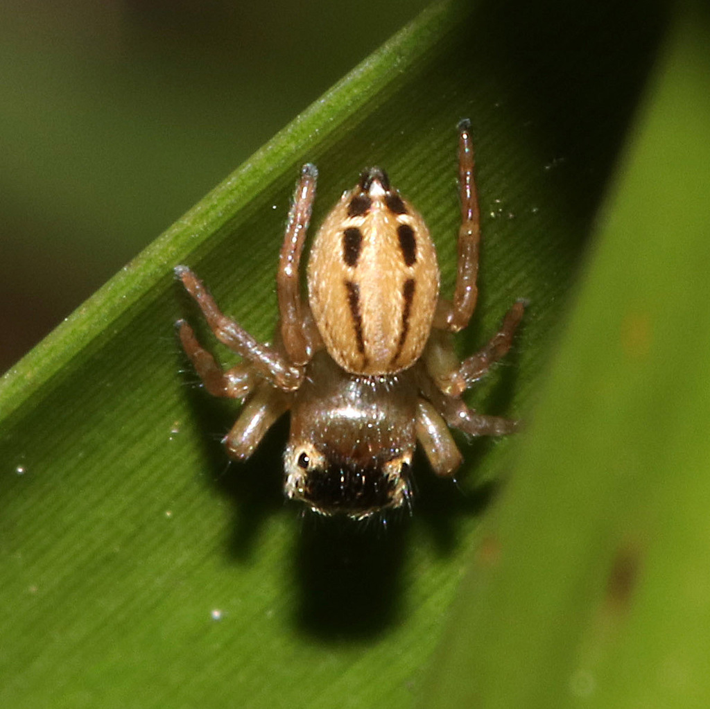 White Garland House Hopper in July 2017 by juliegraham173 · iNaturalist
