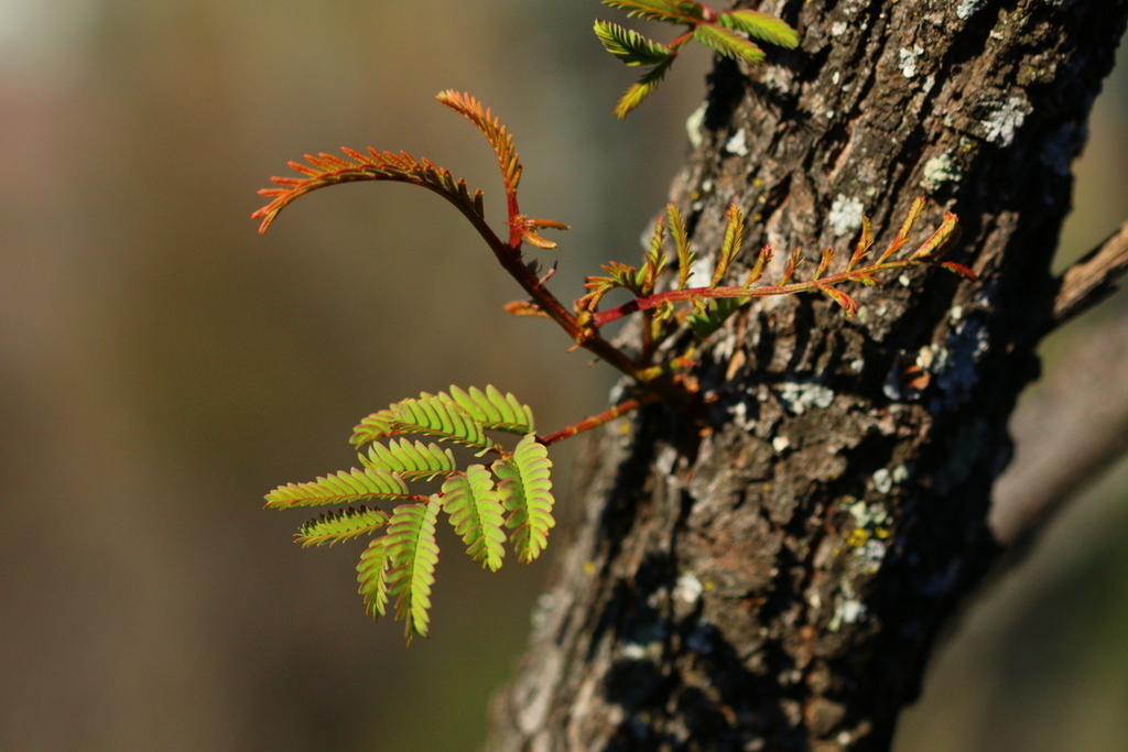 Hook-thorn from Rietfontein, Pretoria, 0084, South Africa on June 17 ...