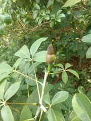 Pseudobombax grandiflorum