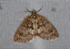 Hydriomena impluviata