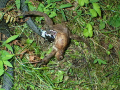 Bufo verrucosissimus