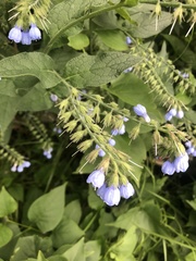 Symphytum caucasicum