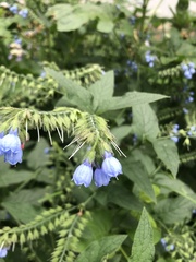 Symphytum caucasicum