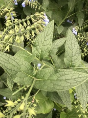 Symphytum caucasicum