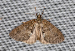 Hydriomena impluviata