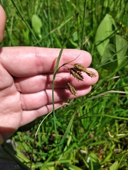 Carex magellanica