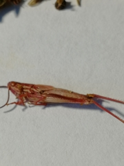 Euchorthippus pulvinatus