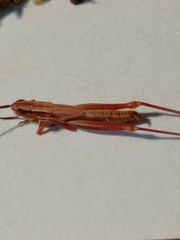 Euchorthippus pulvinatus