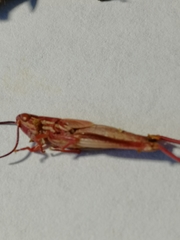 Euchorthippus pulvinatus
