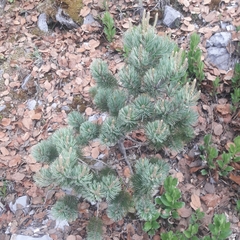 Pinus culminicola