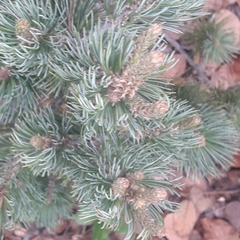 Pinus culminicola