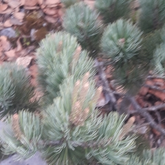 Pinus culminicola