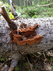 Phellinus abietis