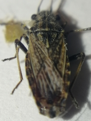 Ortholomus punctipennis