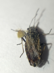 Ortholomus punctipennis