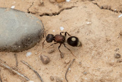 Sigilla dorsata