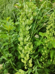Thlaspi arvense