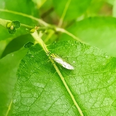 Rhogogaster punctulata