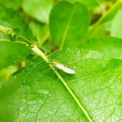 Rhogogaster punctulata