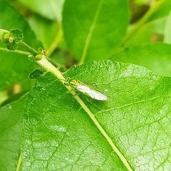 Rhogogaster punctulata