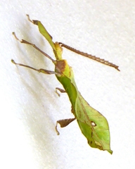 Pulchriphyllium