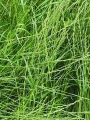 Poaceae