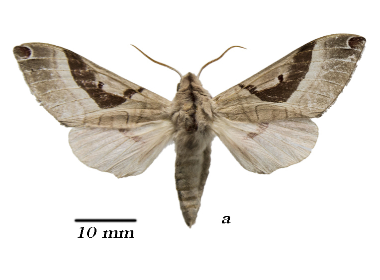 Ceridia