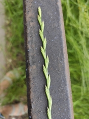 Poaceae
