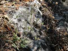 Potentilla kuznetzowii