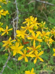 Hypericum perforatum perforatum