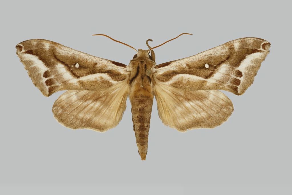 Ceridia nigricans