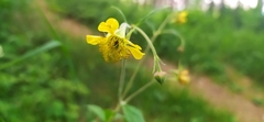 Geum × meinshausenii