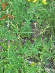 Hypericum perforatum perforatum