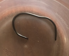 Leptotyphlops sylvicolus