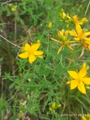 Hypericum perforatum perforatum