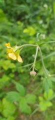 Geum × meinshausenii