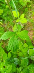 Geum × meinshausenii
