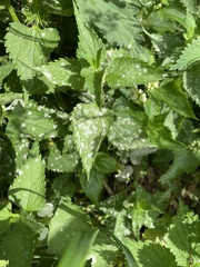 Neoerysiphe galeopsidis