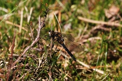 Leucorrhinia rubicunda