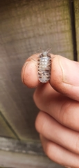 Armadillidium vulgare