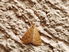 Ecpyrrhorrhoe damastesalis
