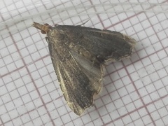 Diplopseustis perieresalis