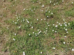 Convolvulus arvensis