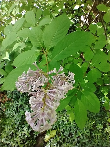 Syringa josikaea