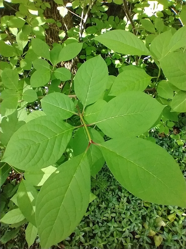 Syringa josikaea