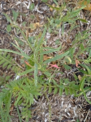 Atriplex littoralis