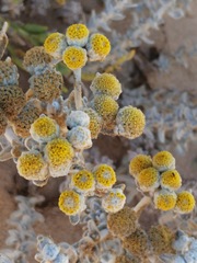 Achillea maritima